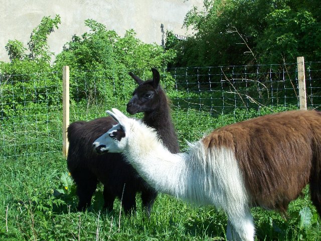 Lamas